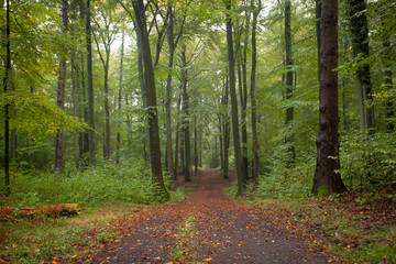 Natur Herbst Waldlandschaft im Siebengebirge