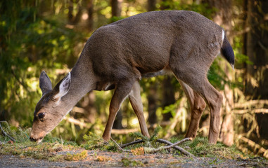 Olympic National Park