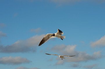 2-seagull-in-flight