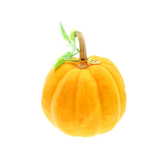 fancy pumpkin isolated on white background