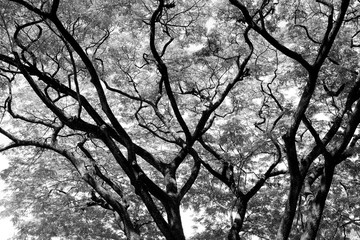 Forest trees. nature black and white wood  backgrounds
