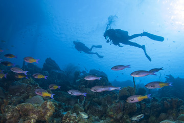 Naklejka na ściany i meble Underwater tropical fish and scuba diver silhouette on coral reef
