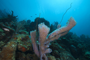 Underwater tropical fish schooling in coral reef © Andrew Jalbert
