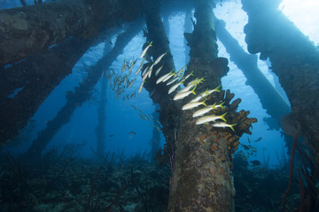 Underwater tropical fish schooling under pier