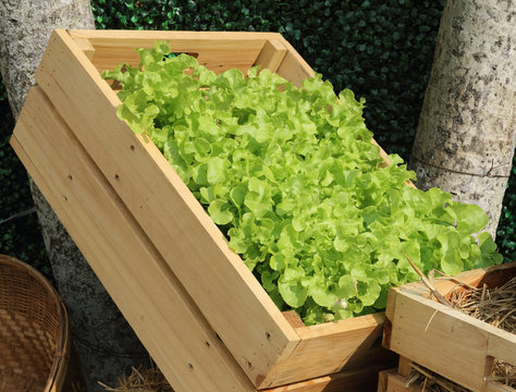 Green cos lettuce collection on the market