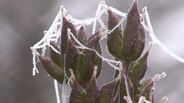 Wie Raureifgirlanden sehen die gefrorenen Spinnenf&auml;den an den Bl&auml;ttern des Rittersporns aus