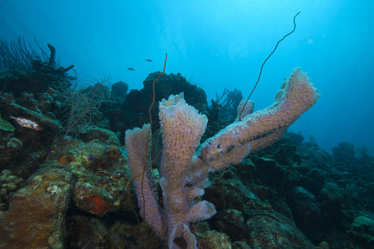 Underwater tropical fish schooling in coral reef