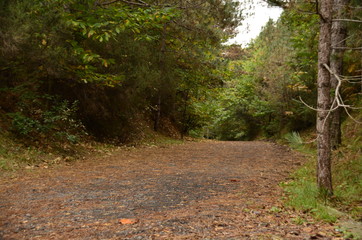 Fototapeta premium Sonbahar Renkleri