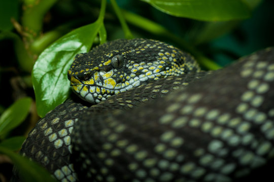 Shore pit viper snake