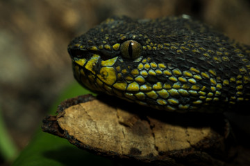 Shore pit viper snake