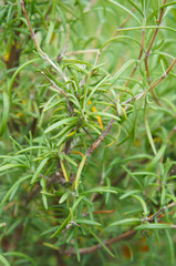 Bush of rosemary or rosmarinus officinalis herb 