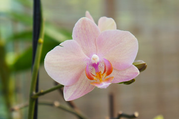 Pink orchid flower head