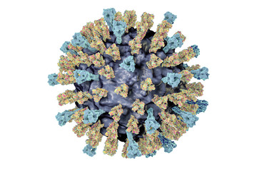 Measles virus. 3D illustration showing structure of measles virus with surface glycoprotein spikes heamagglutinin-neuraminidase and fusion protein - obrazy, fototapety, plakaty