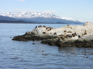 Fototapeta na wymiar Sea lions on a rock - Ushuaia