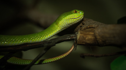 Naklejka premium Green snake