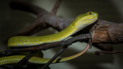 Green snake