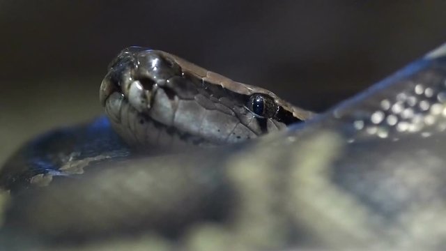 Thai python snake, head close up.
