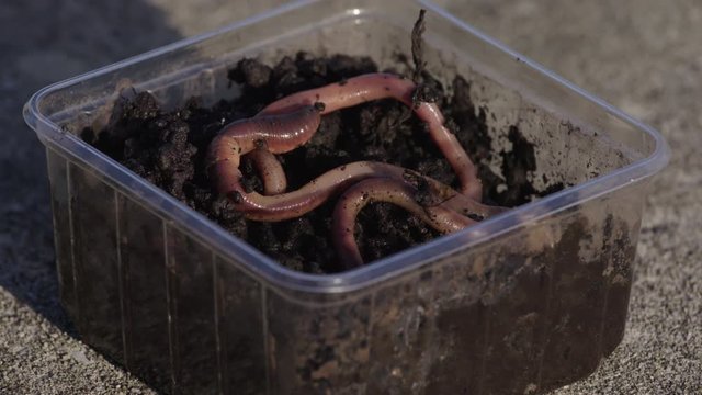 Fishing worms crawling in soil in a plastic tray.