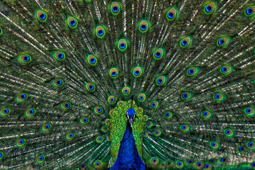 Obraz premium Wibrujący Paw