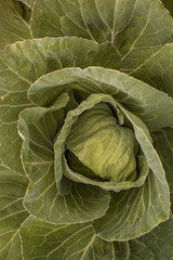 Obraz premium cabbage