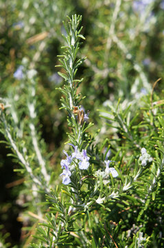 Bush of rosemary or rosmarinus officinalis herb with blue flowers