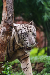Closeup of a roaring White Tiger with a green flora background