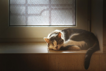 Cute domestic cat sleeping on tile windowsill lit by sunlight in soft pastel tones