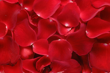 Naklejka premium Close up of rose petals background.