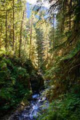 Rain Forest, Olympic National Park