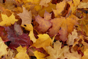 Autumn maple leaf on ground prepared for background or wallpaper