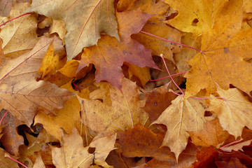 Naklejka na ściany i meble Autumn maple leaf on ground prepared for background or wallpaper
