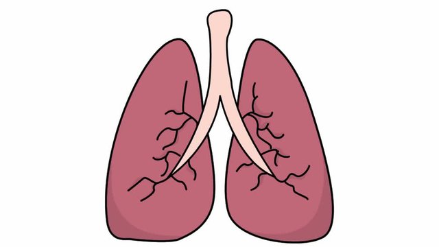 lungs medical sketch illustration hand drawn animation transparent