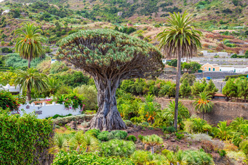 View to botanical garden and famous millennial tree Drago in Icod de los Vinos, Tenerife, Canary Islands, Spain. UNESCO World Heritage Site