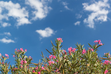 Flowers of the oleander ordinary (lat. Nerium oleander) against the sky