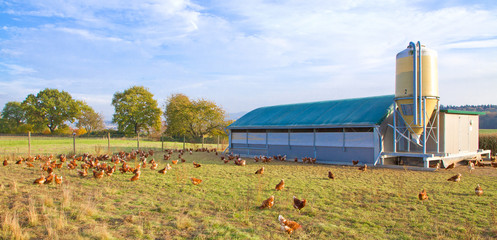 Legehennen Freilandhaltung - Glückliche Hühner in artgerechter Halung