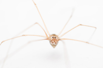 common spider very small and long leg on the wall, home spider