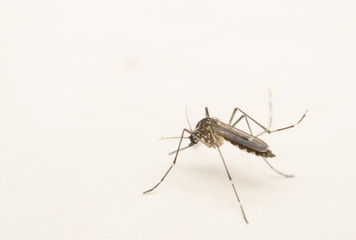 a mosquito on dirt white wall
