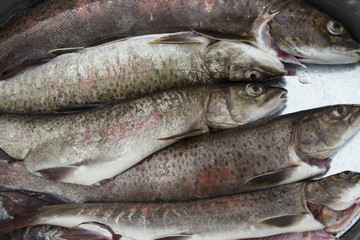 Salmon in the form of a catch. Moma River. Yakutia. Russia.
