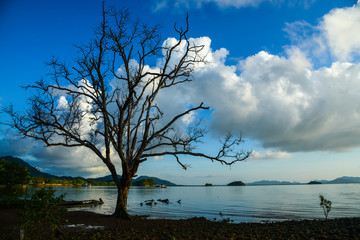 Cloudy sky and sea with dried tree