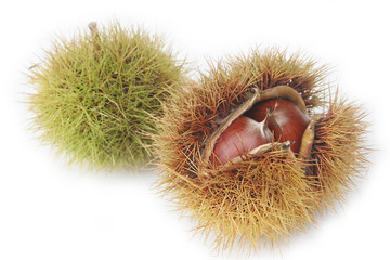 castagne nel riccio su sfondo bianco