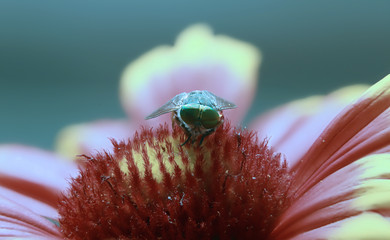mosca cavallina