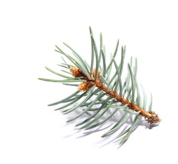 pine branch isolated on white background