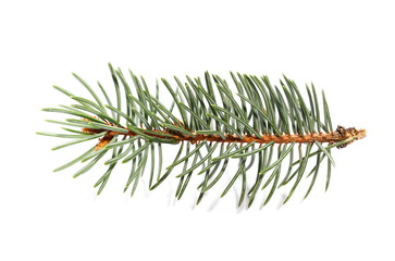 pine branch isolated on white background