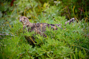 Mount Rainier National Park