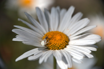 Obraz premium ragno su margherita