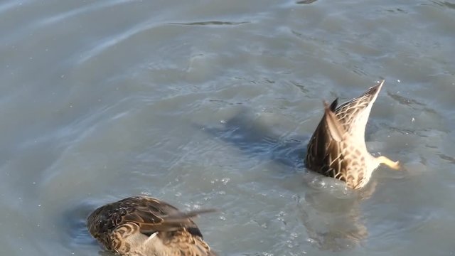 image amusante de canards cherchant de la nourriture (slow motion)