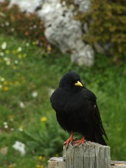 uccello nero