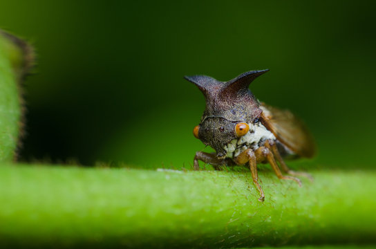 strange treehopper on branch