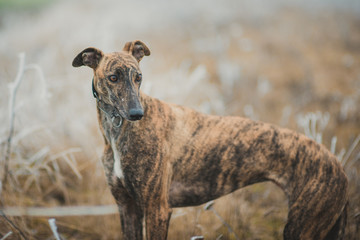 Greyhound breed dog while hunting outdoors