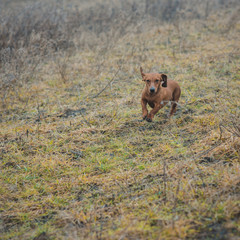 Fototapeta premium Dog breed dachshund while hunting outdoors in winter morning
